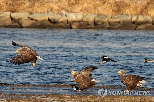 매년 겨울에 왔는데…올해는 포항서 보이지 않는 흰꼬리수리