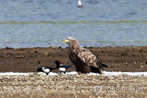 매년 겨울에 왔는데…올해는 포항서 보이지 않는 흰꼬리수리