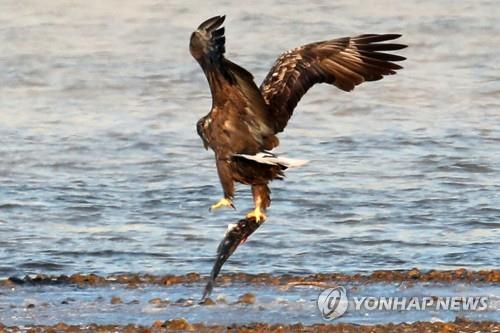 매년 겨울에 왔는데…올해는 포항서 보이지 않는 흰꼬리수리