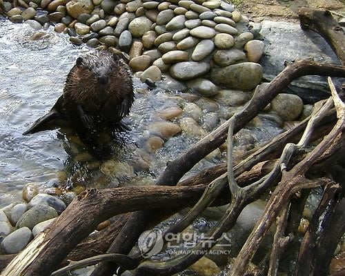 '이렇게 귀여운데'...온난화 주범이라니