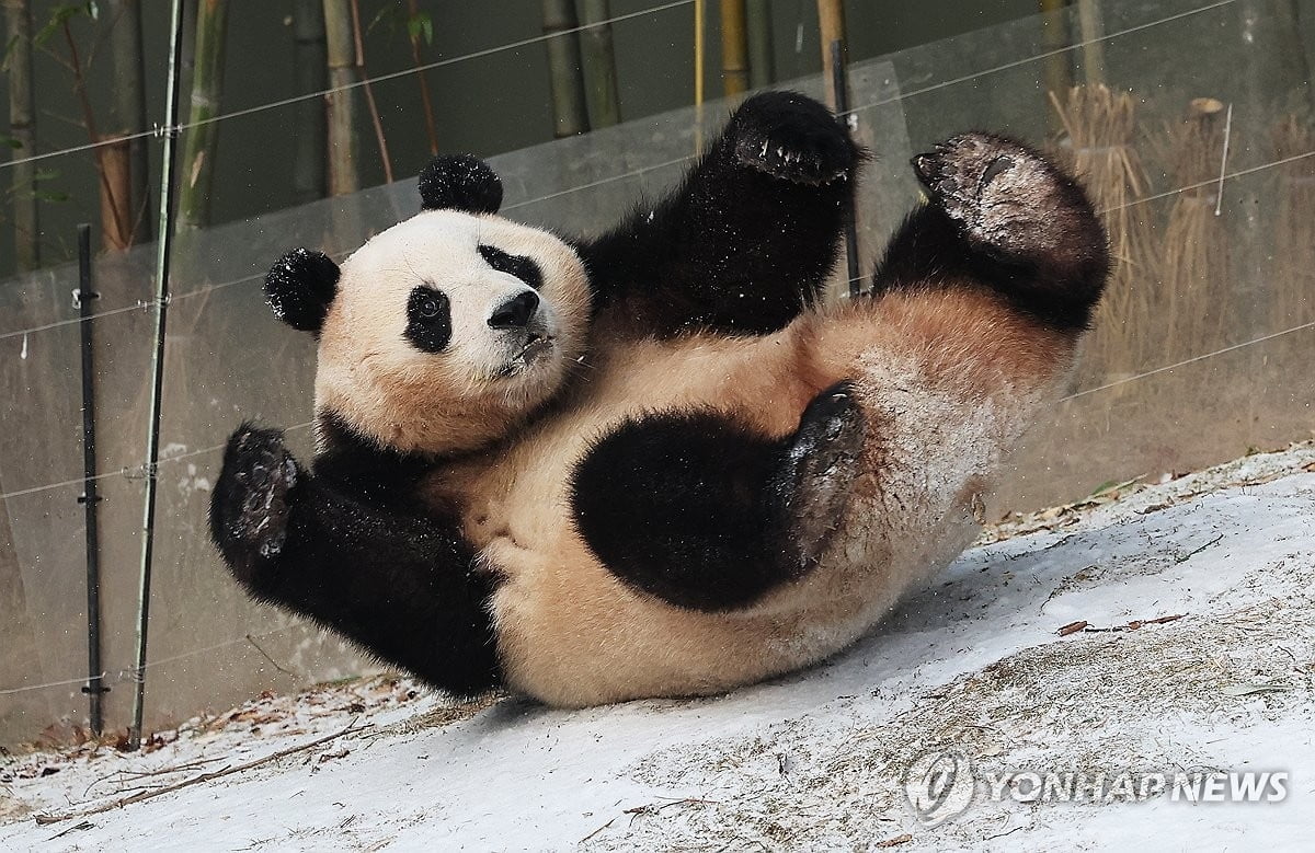 "안녕, 푸바오"...귀환일 곧 정해진다