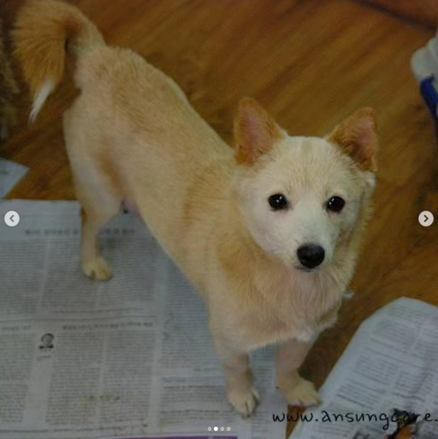 イ·ヒョリの愛犬モカ、純心に続いて虹の橋を渡った