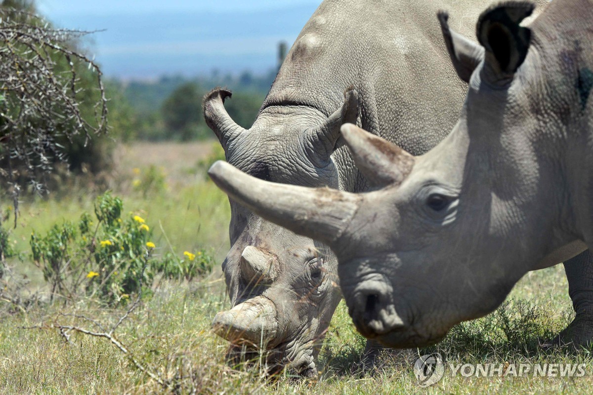 '절멸 위기' 북부흰코뿔소 복원될까…체외수정 가능성 열려
