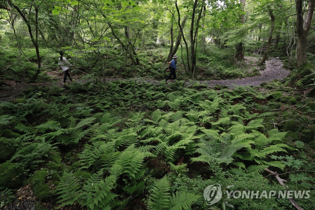 제주도, '곶자왈' 사유지 연내 50억원 들여 50㏊ 매입 목표