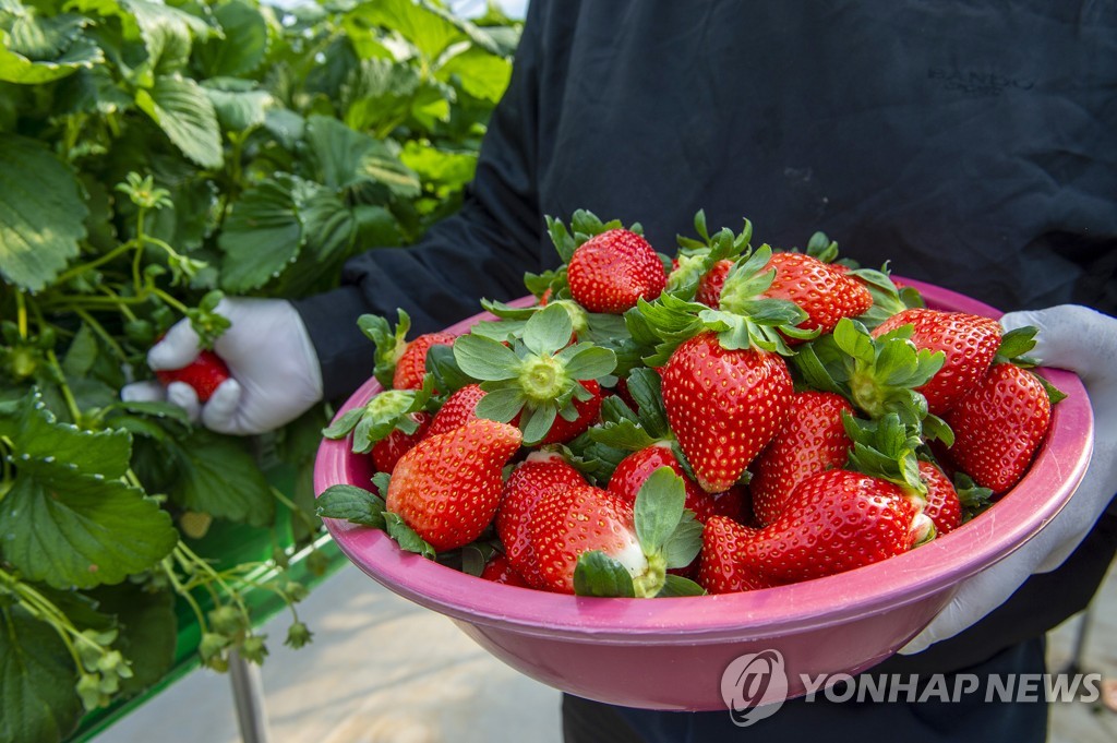 [통통 지역경제] '홍희딸기'로 K-딸기 선도 꿈꾸는 홍성군