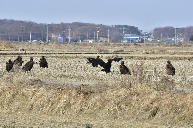 겨울나러 울산 입암들 찾은 독수리 떼에 먹이 3천여㎏ 공급