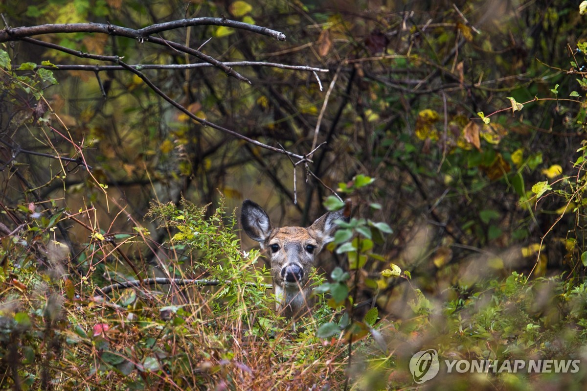 "밤비를 잡아라"…저격수까지 동원한 워싱턴DC의 '비밀 작전'