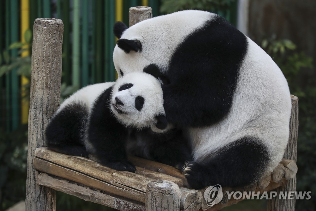 말레이, '中귀환 임박' 판다 임대연장 추진…"시진핑과 상의할것"