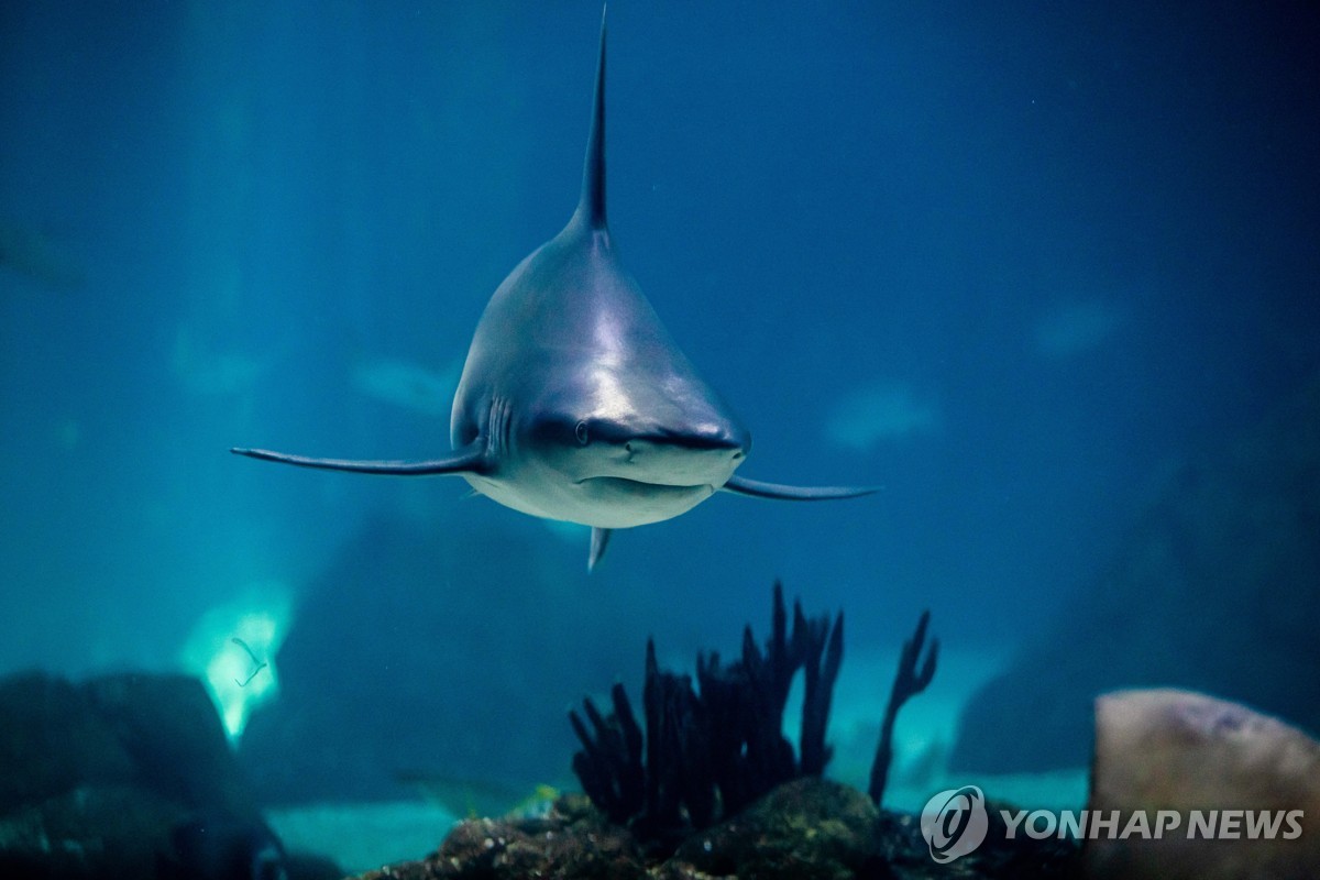 하와이 해변서 상어 공격받은 30대 남성 숨져