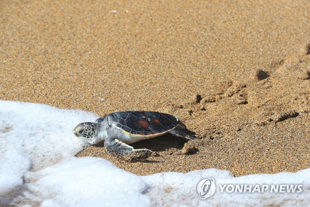 [다시! 제주문화] (76)바다거북과 인간 함께 사는 공존의 길은?