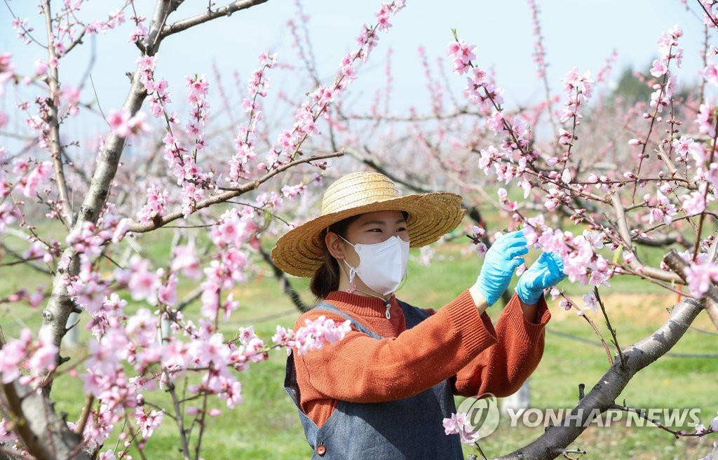 "과일 생육상황 관리"…농식품부, 농진청 등과 협의체 구성