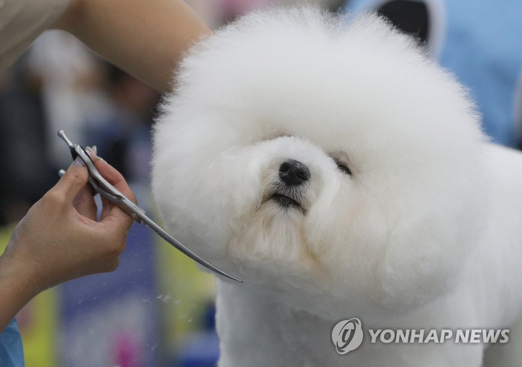 제주에 반려동물 늘자 관련 업체도 '우후죽순'