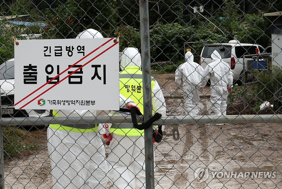 부산까지 내려간 야생멧돼지 아프리카열병…환경부 긴급점검