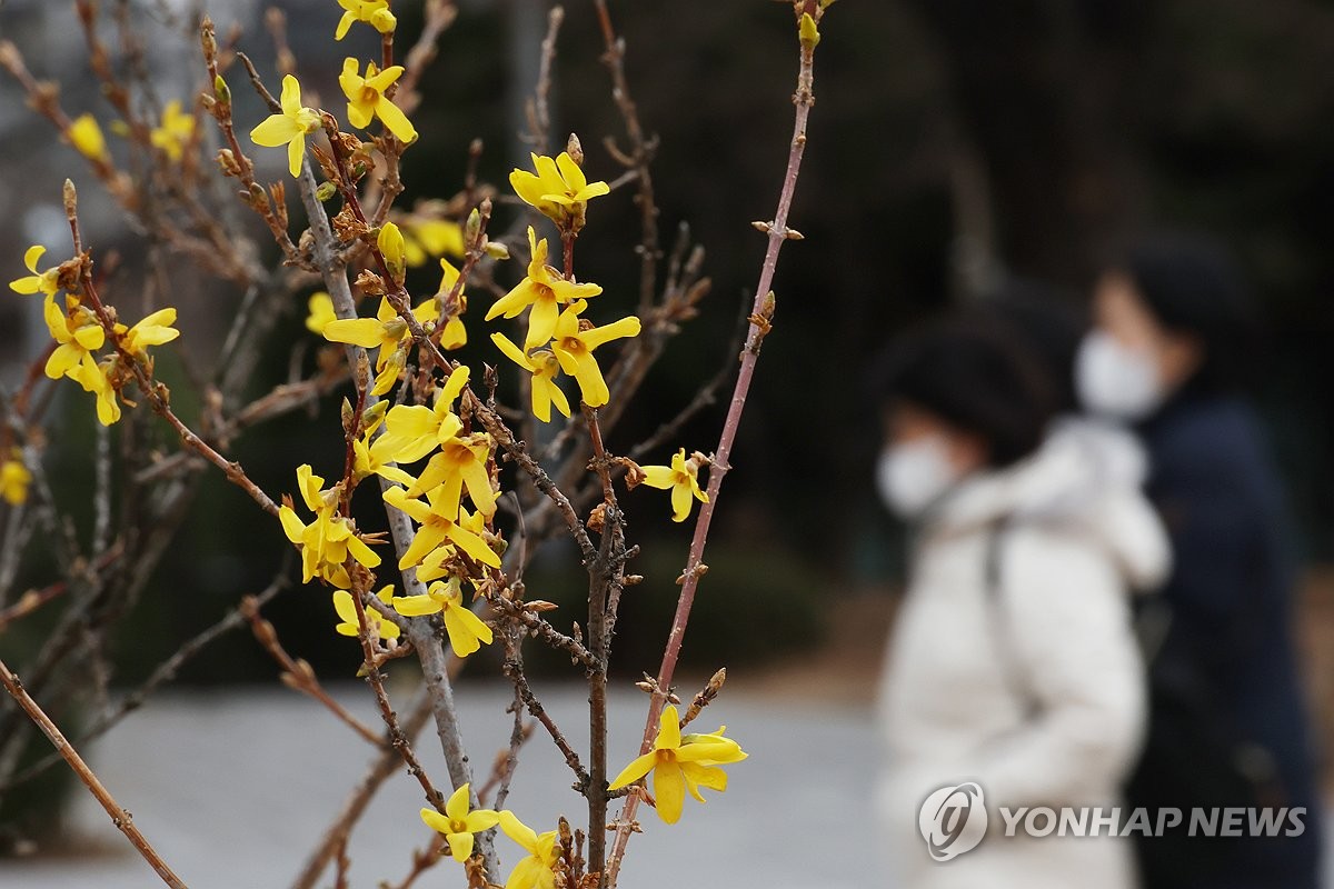 '겨울 개화' 이어 '북극한파'…지난달 기온 변동폭 역대 최대