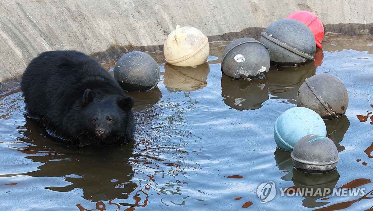 "곰보러 혼저옵서예" 제주도민 적응중인 반달가슴곰들