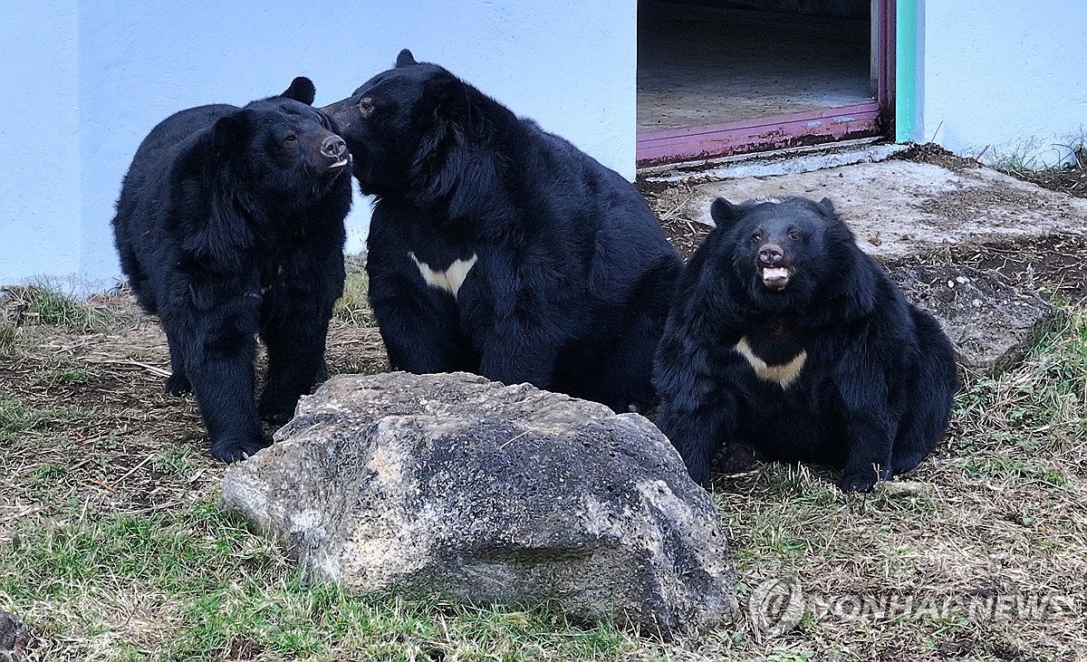 "곰보러 혼저옵서예" 제주도민 적응중인 반달가슴곰들