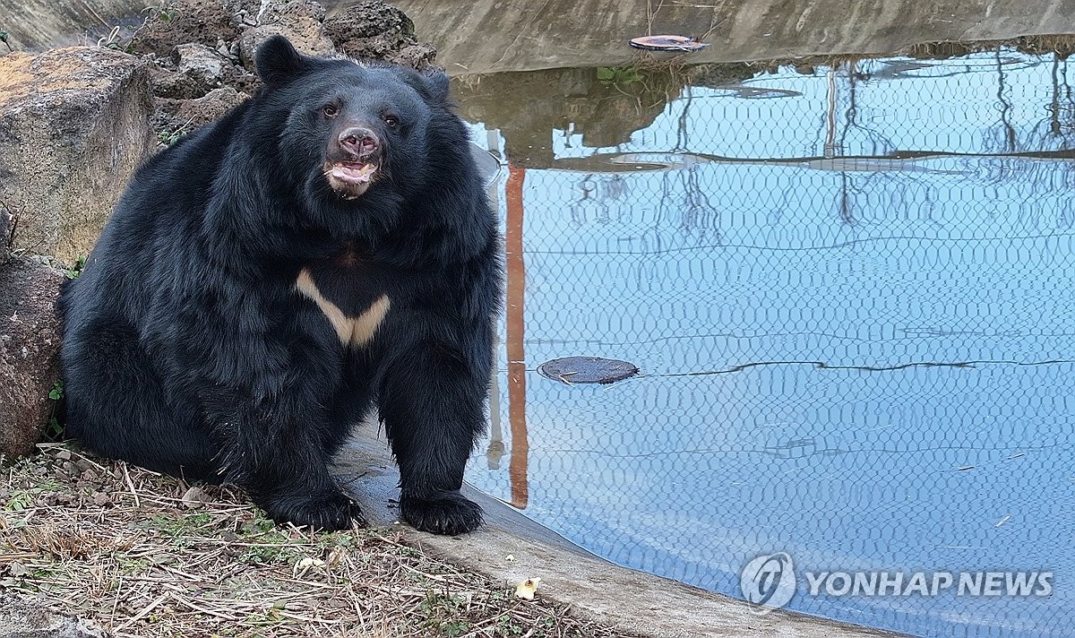 "곰보러 혼저옵서예" 제주도민 적응중인 반달가슴곰들