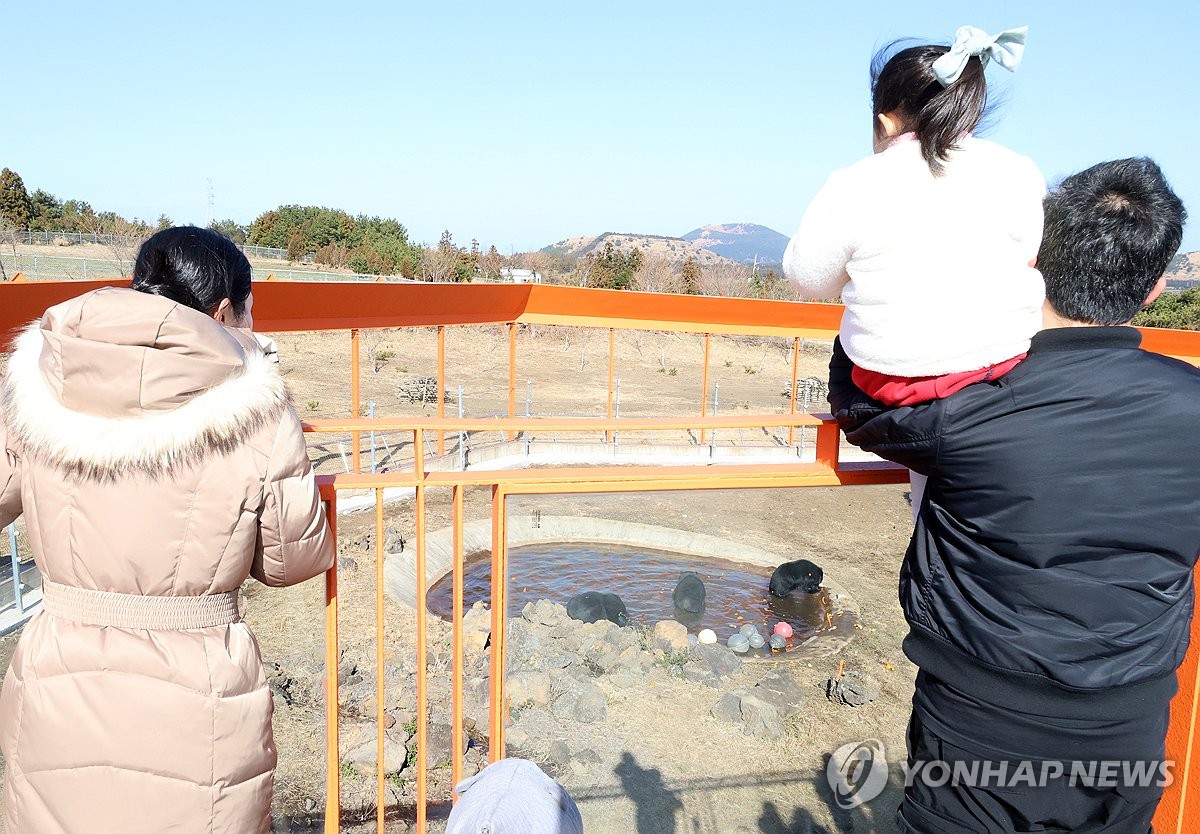 "우리도 푸바오처럼" 제주 이주 반달곰 귤 까먹으며 첫인사