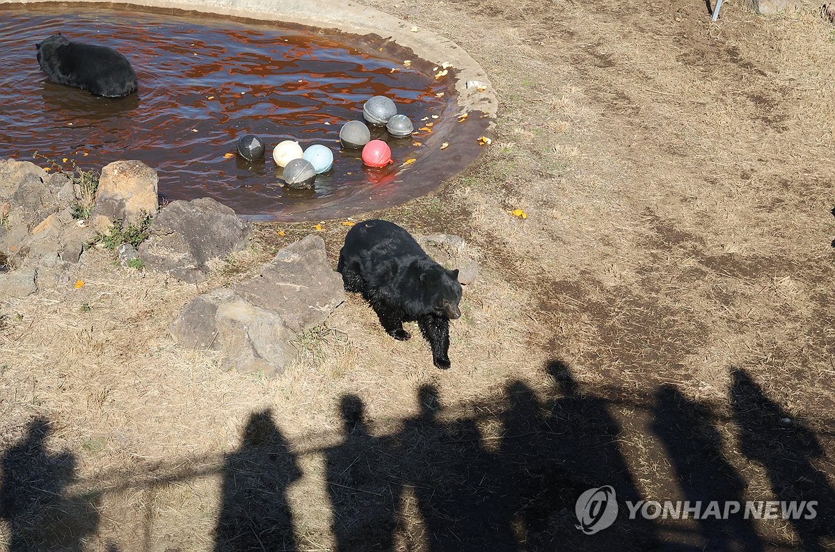 "우리도 푸바오처럼" 제주 이주 반달곰 귤 까먹으며 첫인사