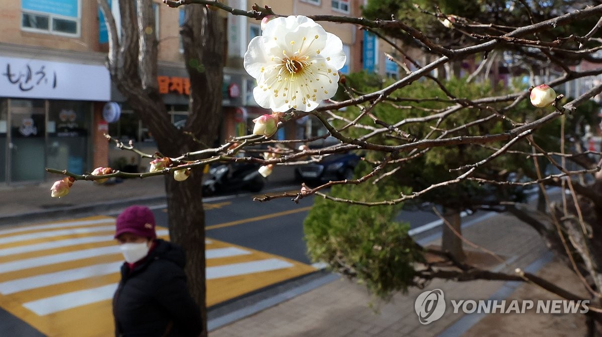 [사진톡톡] '봄 도착?'…강추위 속 경남서 매화 활짝