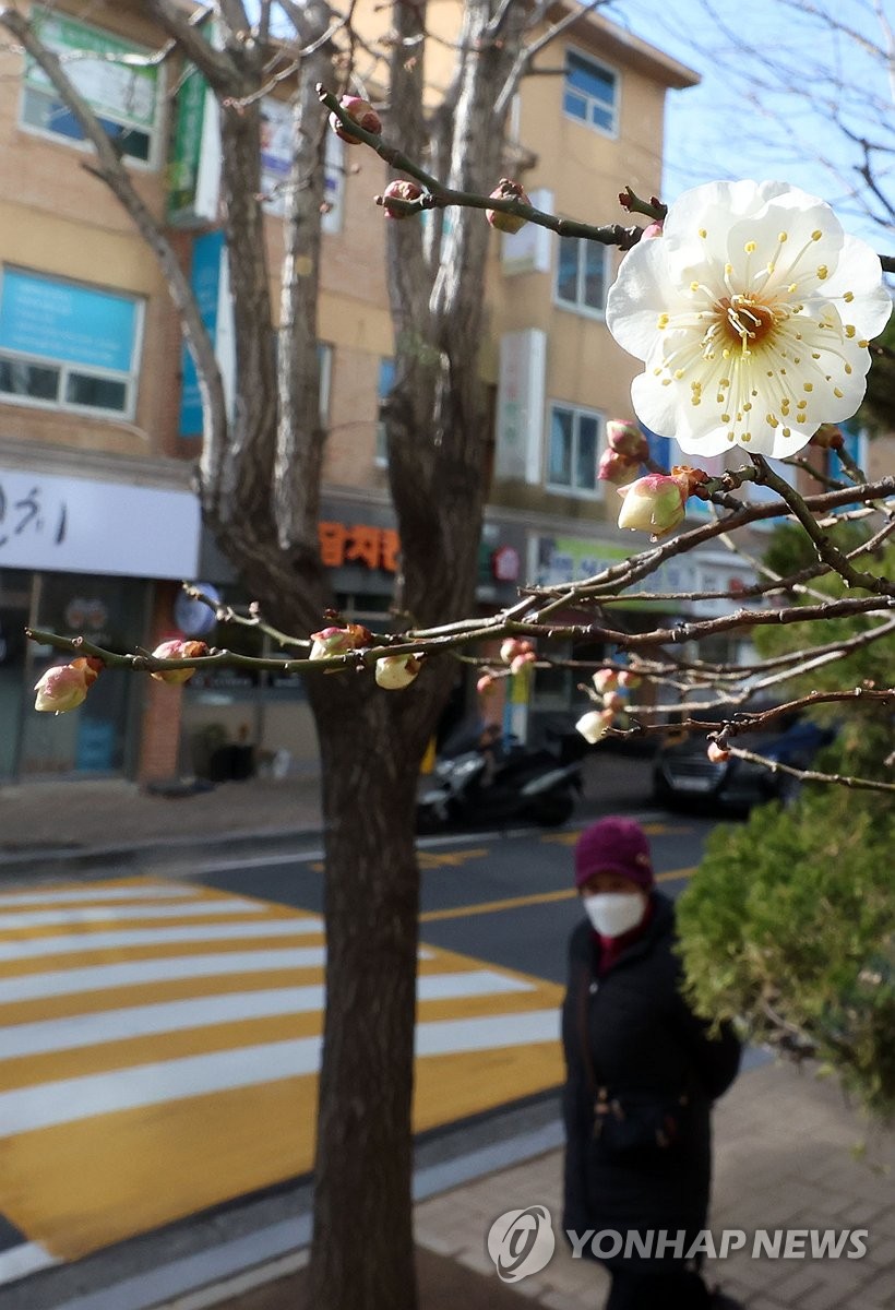 [사진톡톡] '봄 도착?'…강추위 속 경남서 매화 활짝