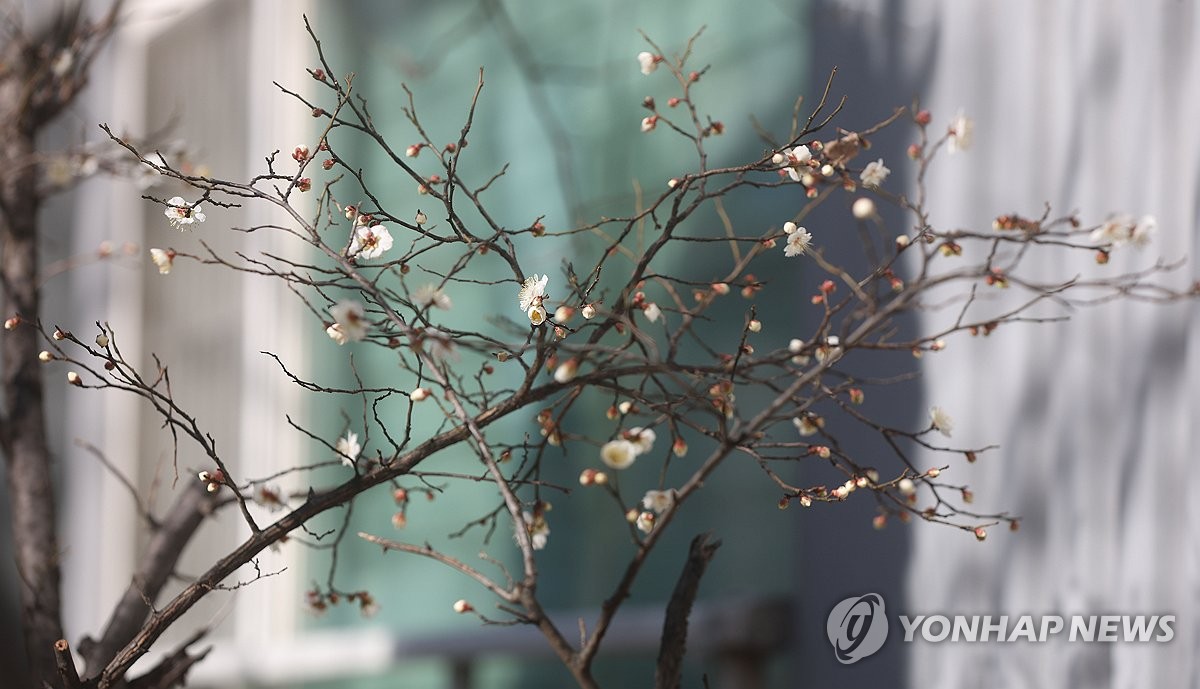 [사진톡톡] '봄 도착?'…강추위 속 경남서 매화 활짝