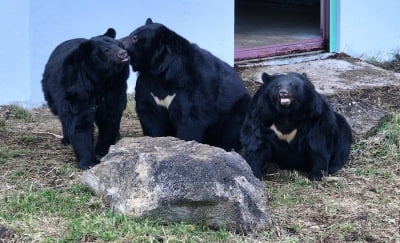 저희 보러 오세요…'제주 이주' 성공 반달가슴곰 곧 공개