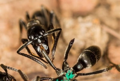 [사이테크+] "개미도 동료 상처 감염 여부 진단해 항생제로 치료"