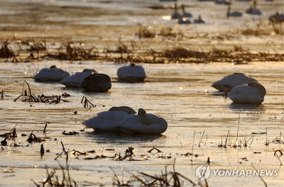 전국에 겨울철새 130만마리…작년 동월 대비 6.6% 감소