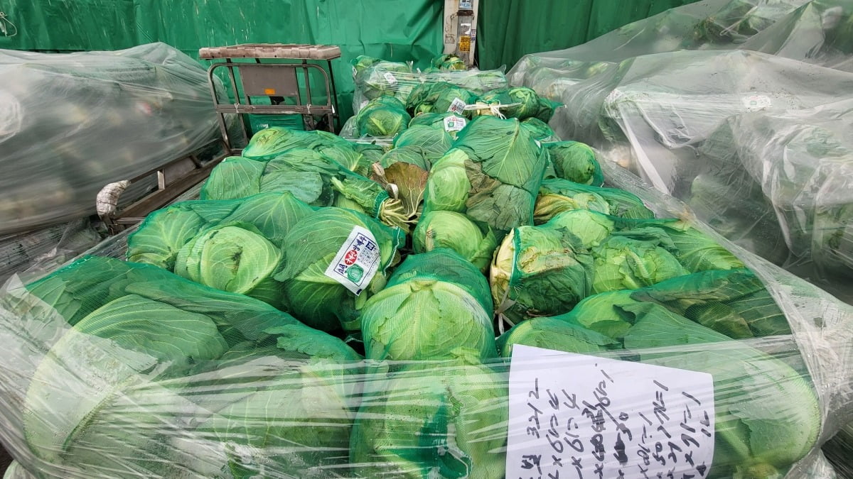 "멀쩡하던 양배추가 가락시장서 우거지 된다"…농민들 '분통'