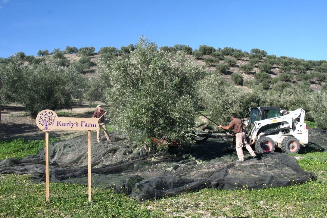 컬리가 올리브유 PB상품을 개발하기 위해 협업한 스페인 올리브 농장