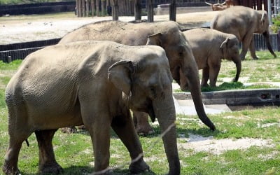 '사람 나이로 90세'…국내 최장수 코끼리 '사쿠라' 세상 떠났다
