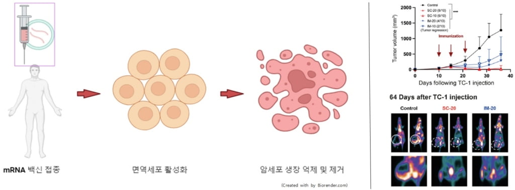 가톨릭대 연구팀, 국내 최초 '토종 mRNA 항암 치료제' 개발