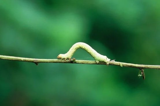 자벌레가 몸을 구부리는 까닭은 [고두현의 아침 시편]