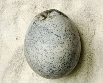1700년간 보존된 달걀 들여다보니…스캔 사진에 '깜짝'