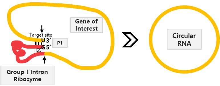 라이보자임(Ribozyme) 뒤에 GOI(Gene of interest)를 연결한 RNA 구조체를 제작해 양 말단에 라이보자임이 표적할 수 있는 표적 서열과 표적 서열에 염기결합할 수 있는 내부 가이드 서열(Internal guide sequenceㆍIGS)이 위치하도록 한 알지노믹스의 플랫폼 기술. 라이보자임이 RNA 구조체의 말단을 자가표적해 절단하고 붙이는 자가 환형화 반응을 거쳐 원형 RNA를 만들도록 유도했다. 기존의 타 라이보자임 방법과는 달리 자가환형화 반응후 GOI 이외의 특정 염기서열들이 원형 RNA에 흔적으로 전혀 남지 않는다는 장점이 있다. 알지노믹스 제공