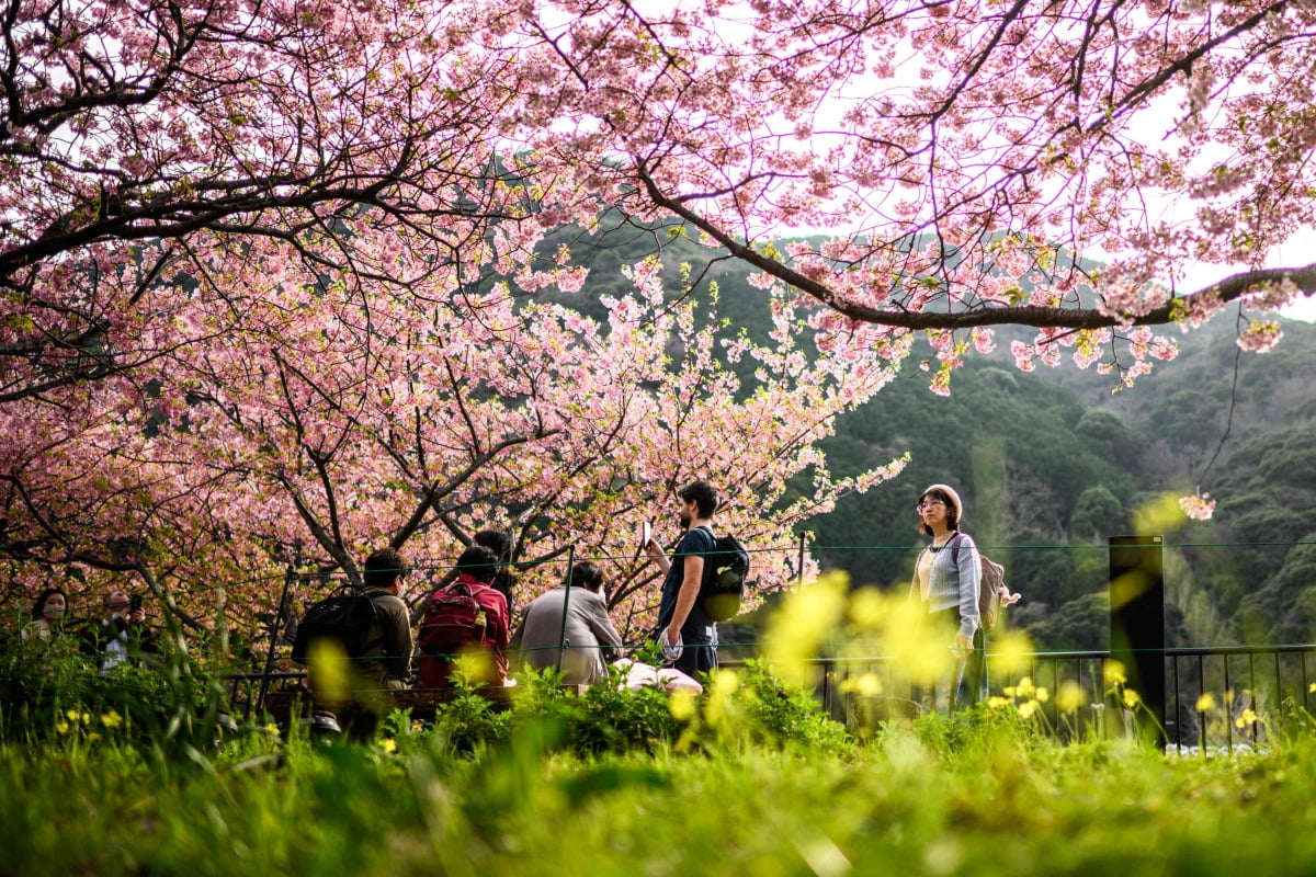 20일 일본 시즈오카현에서 관광객들이 벚꽃 사이를 걸어가고 있다.(사진=AFP연합뉴스)