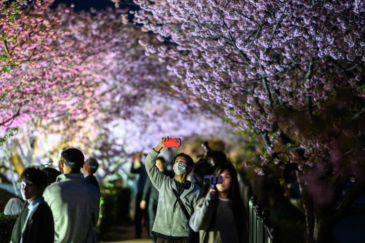 20일 일본 시즈오카현에서 관광객들이 벚꽃 사진을 찍고 있다.(사진=AFP연합뉴스)