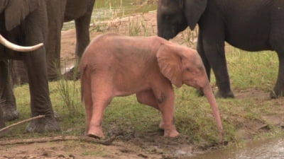 동화에 나올 것 같은 '핑크 코끼리' 남아공에서 탄생