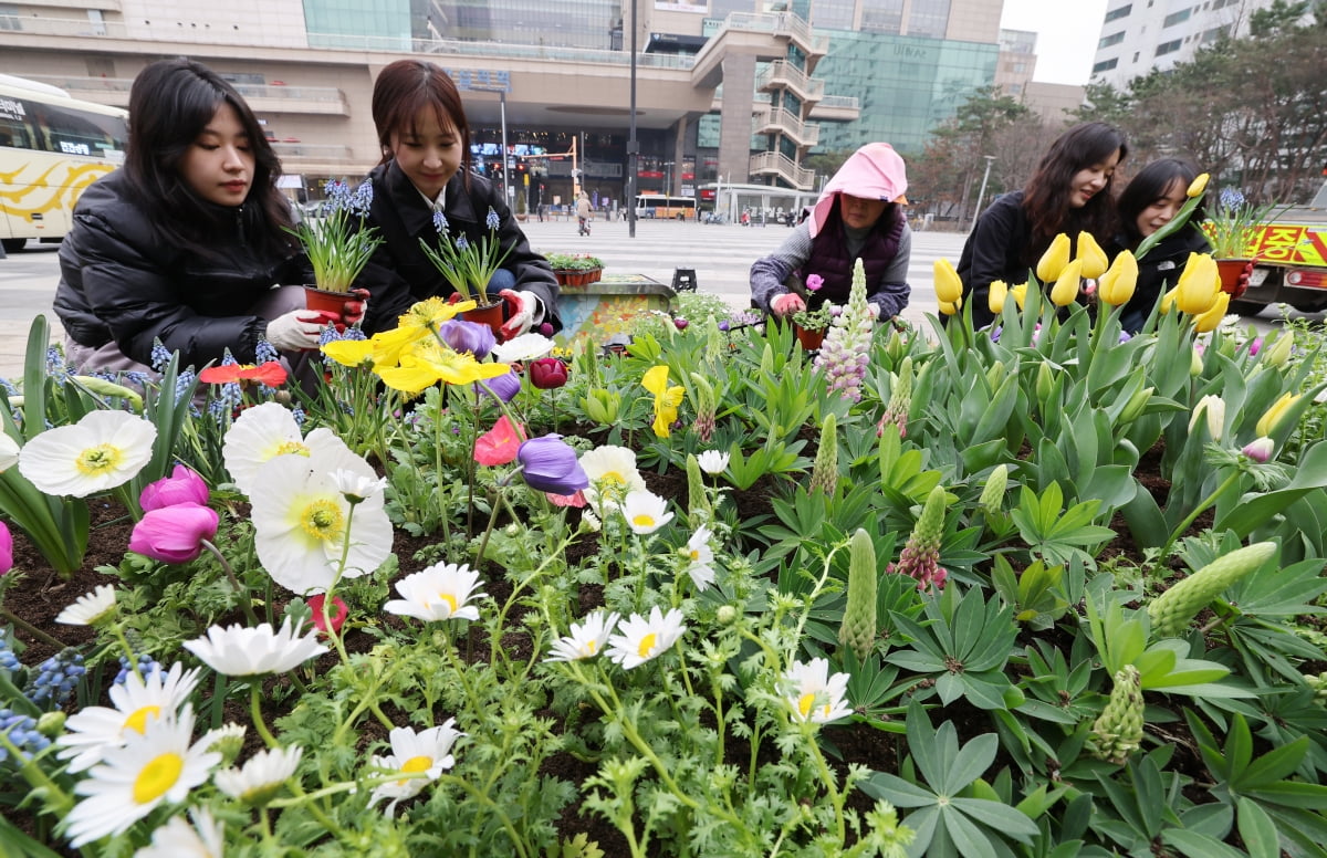 봄맞이 화단 조성하는 왕십리광장