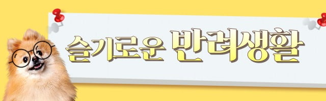 구찌 휘감고 오마카세도…"1000만원이 안 아깝다" [슬기로운 반려생활 ②]