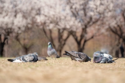 '중국 스파이' 혐의로 구금된 비둘기…8개월 만에 석방