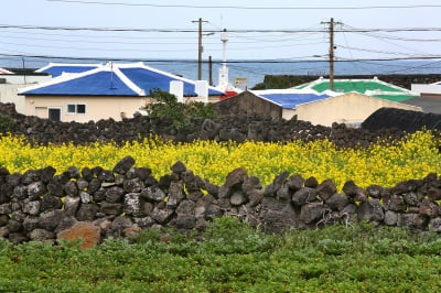 삼일절 연휴, 제주에 15만3000명 몰린다