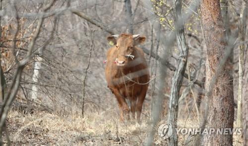 [삶] "제발, 내 몸 해체하지 마세요…나 아직 살아 있는데"(종합)