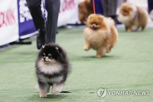 "병원서 과잉 진료하다 강아지 죽어" 댓글…명예훼손 무죄