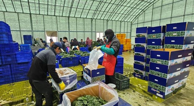 진도 시금치 '으뜸초' 본격 출하…"시장 반응 뜨거워"