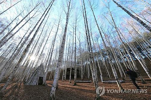 강원도, 산림휴양·치유시설에 숲해설가 등 114명 배치