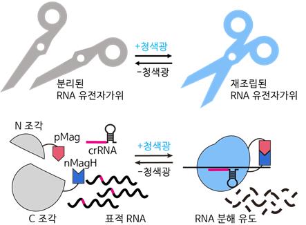 KAIST, RNA 유전자가위 정밀 제어 기술 개발