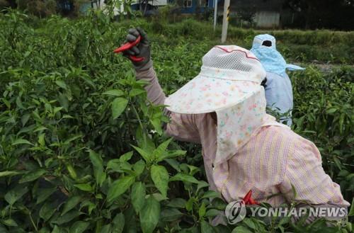 청주시 "도시농부 희망자·일손부족 농가 연중 모집"