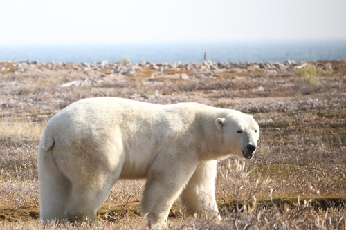 "북극곰, 바다 얼음 녹아 육지에 있는 동안 체중 하루 1㎏ 줄어"